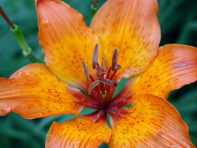 Blossom lily orange photo