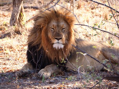 Animals lion savannah photo