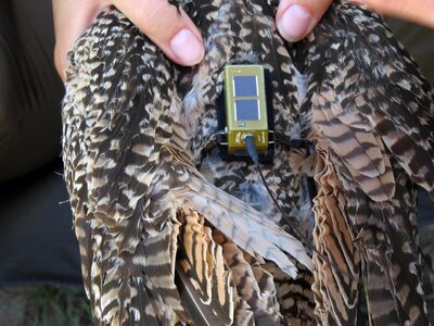 Angel biologist curlew