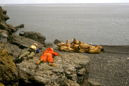 Hall Island,Bering Sea 1984 photo