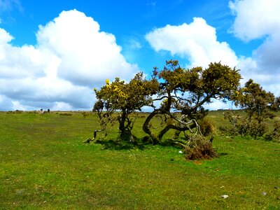 Broom nature reserve moorland photo