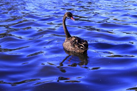Waterbirds looking back floating