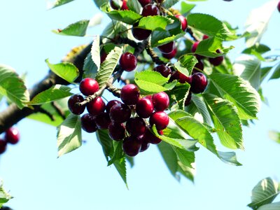 Fruit healthy leaves photo