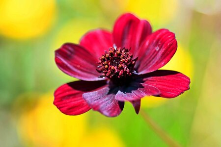 Beautiful Flowers beautiful photo blooming