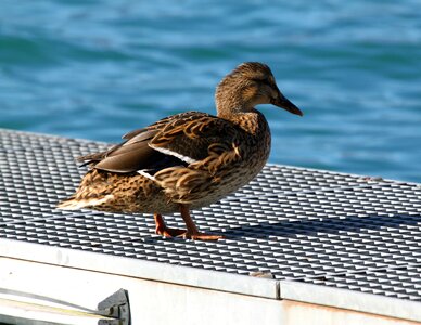 Ducks animal lake photo