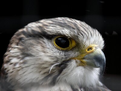 Hawk predator eye