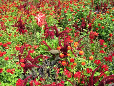 Flowers blütenmeer bed photo