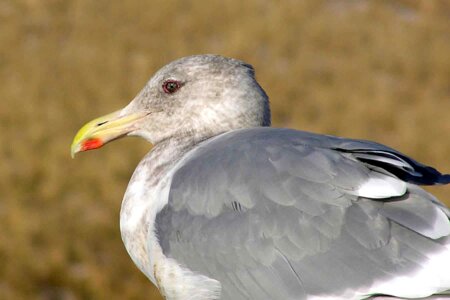 Bird marina photo