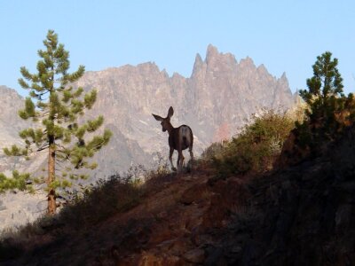 Mule Deer and the Minarets photo