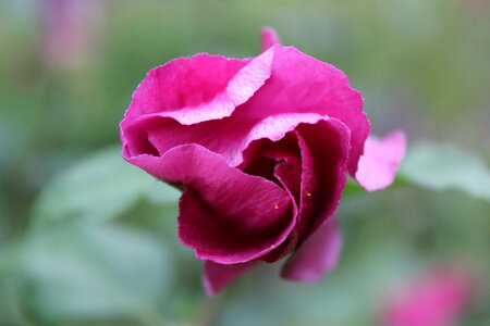 Closed pink rose
