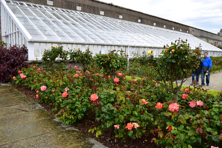 Flowers and plants outside the greenhouse