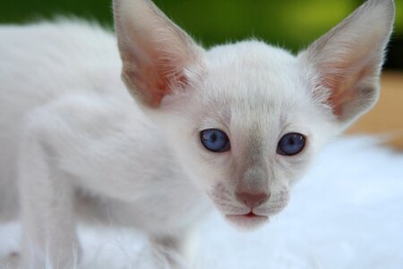 Animal animals cat