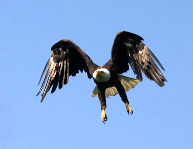 Bird flight photo