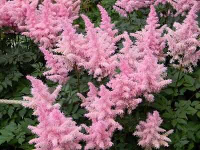 Garden flower pink flower plant