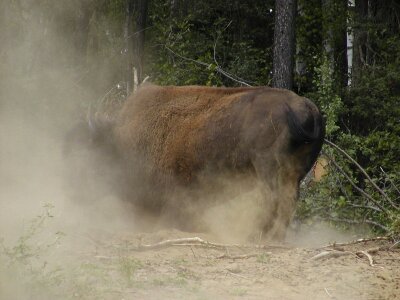 Angry animal nature