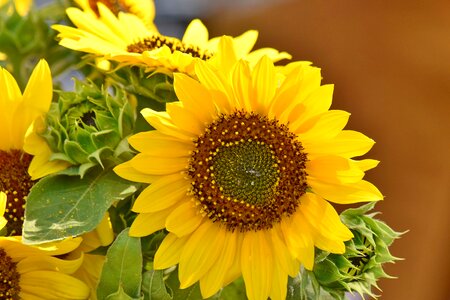 Petal sunflower flower photo