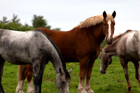 Agriculture animal animals photo