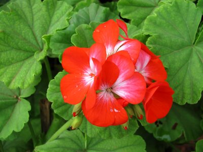 Beautiful Flowers biology bloom