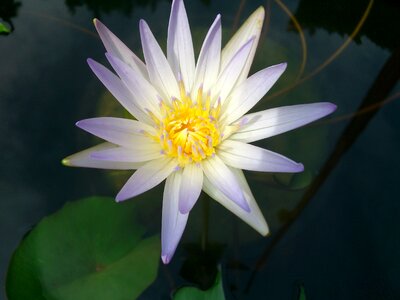 Beautiful white water lily flora photo