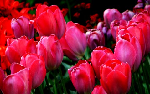 Flower nature tulip