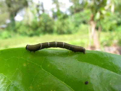 Macro insect wildlife photo