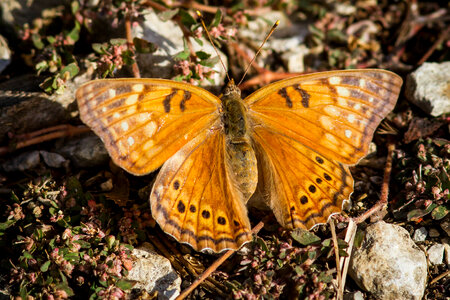 Tawny Emperor