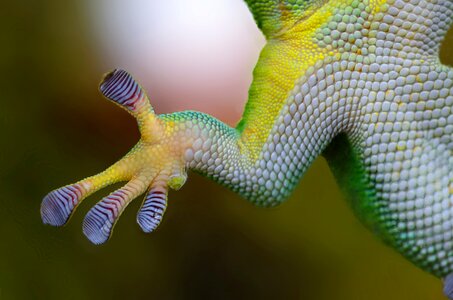 Nature reptile lizard