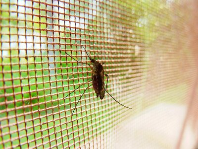 Pest disease malaria photo