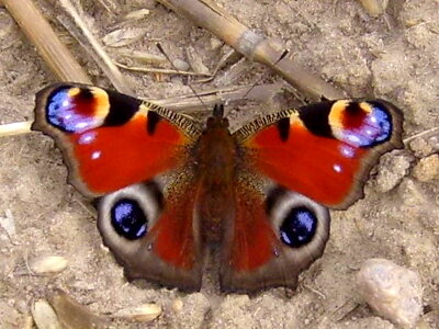 Bug butterfly peacock