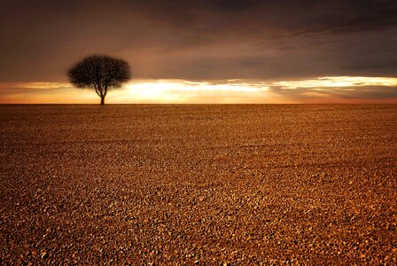 Tree sky sunlight photo