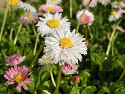 Flower plant close up photo