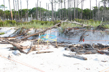 Sea Turtle egg relocation-3 photo