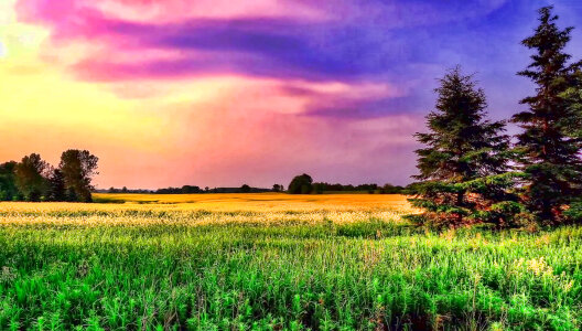 Dusk Color sky with grassy field photo