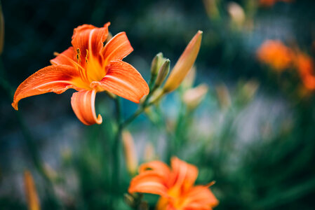 Orange Summer Flower Close-up photo