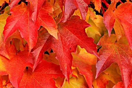 Autumn autumn season branch photo