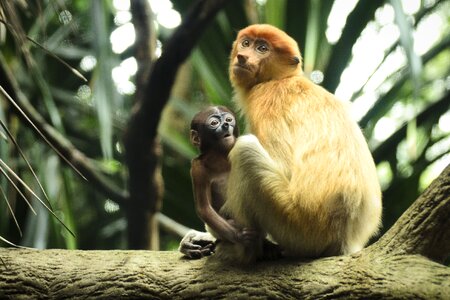 Proboscis mammal primate photo
