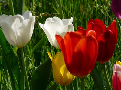 Spring light bloom