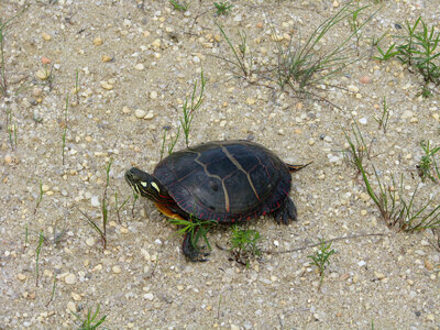 Painted turtle