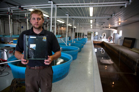 Biologist holds Lake sturgeon in small tank-1