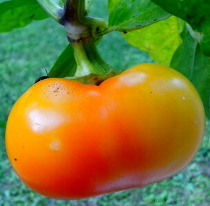 Bell Pepper orange photo