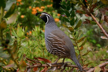 Bird nature wildlife