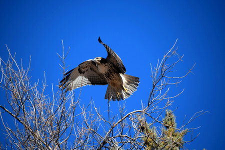 A Red-Tailed Hawk takes flight photo