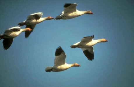 Flight geese snow