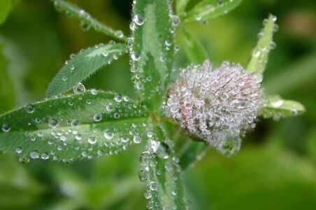 Beautiful Image beautiful photo dark green