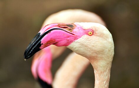 Animal animals beak photo