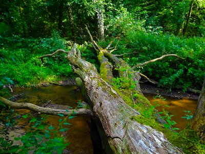 Dead wood bridge bach