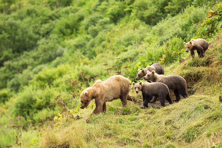 Kodiak brown bear with cubs-3