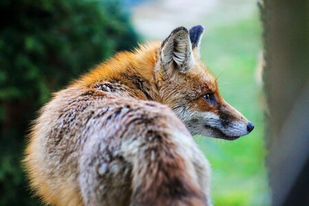 Animal beautiful image beautiful photo
