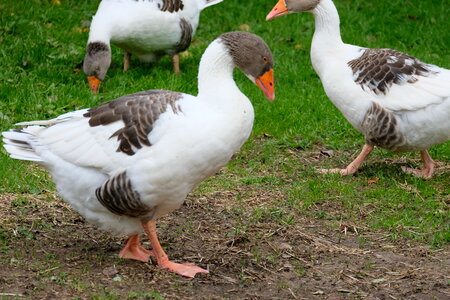 A Flock of Geese photo