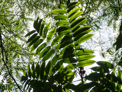 Green Leaves on Tree Branches photo